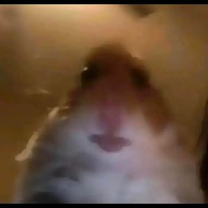 Meet your Posher, Sun